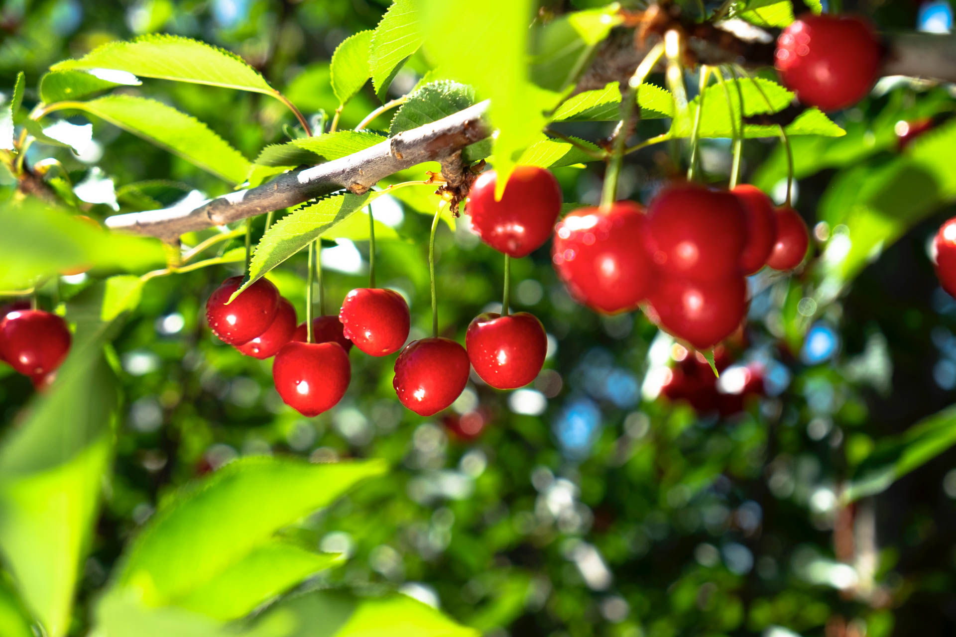 Tru Cape Cherries 1