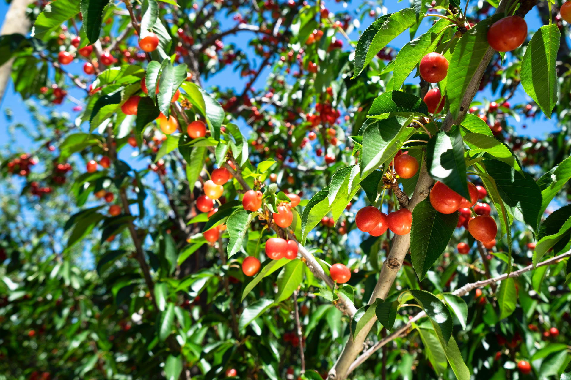 Tru Cape Cherries 2