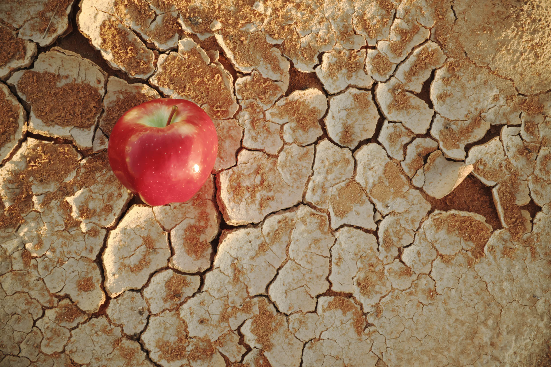 An Apple On A Dry Cracked Desert Soil. Water Shortage, Food Inse
